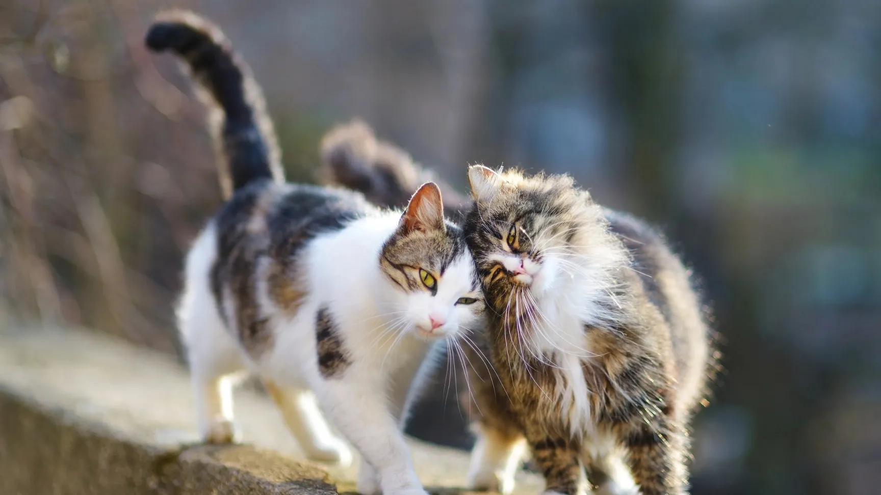 Мартовские коты — самые ласковые. Фото: MNStudio / Shutterstock / Fotodom