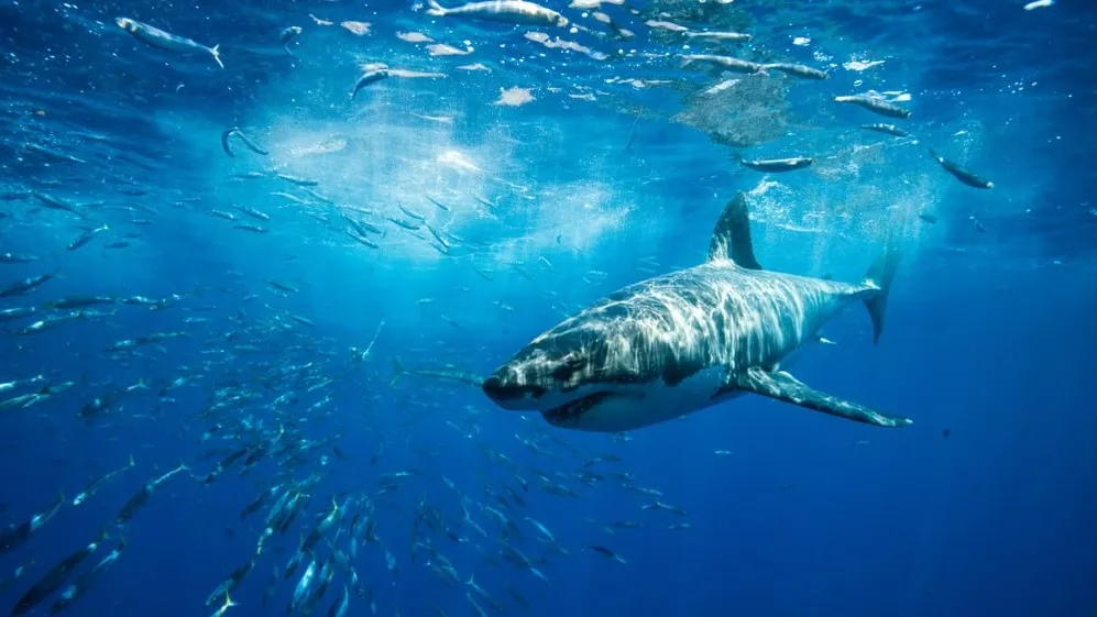У Рыб часто отрастают акульи зубки. Фото: Jennifer Mellon Photos/Shutterstock/Fotodom