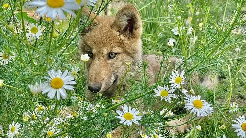 Спасенный волчонок. Фото: Андрей Мусиенко