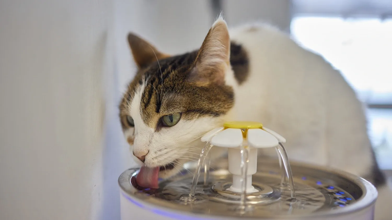 Важно, чтобы у кошек и собак всегда была свежая вода. Фото: Vershinin89/Shutterstock/Fotodom