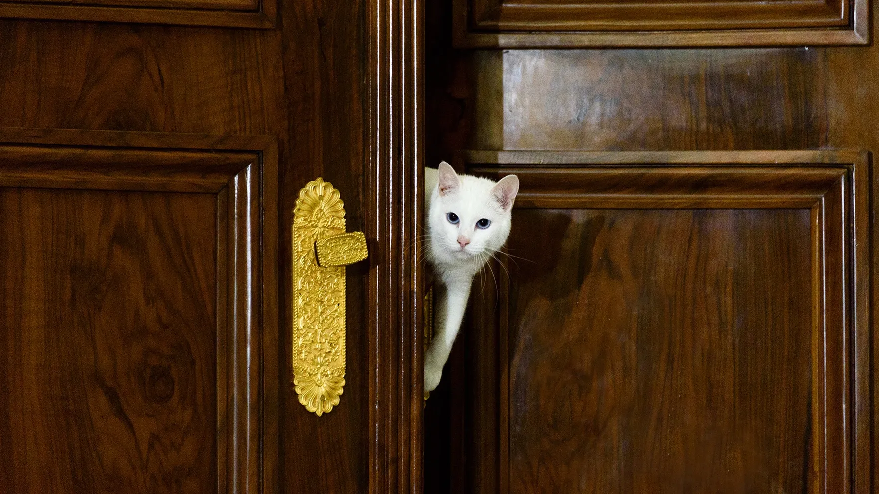Эрмитажный кот Ахилл. Фото Государственного Эрмитажа