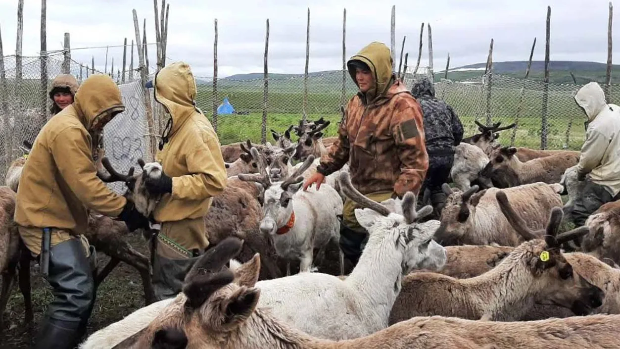 Хасям ӆапатан Горковской совхоза ӆуңтасты хуӆмет хота яңхсув. Хор: Вячеслав Сандрин