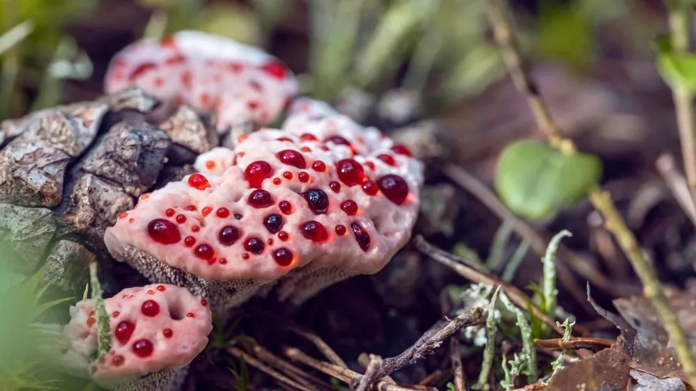 Научное название гриба «кровавый зуб» — «Гиднеллум Пека» по имени миколога из США, первым открывшим этот вид. Фото: Julija Kumpinovica/Shutterstock/ФОТОДОМ