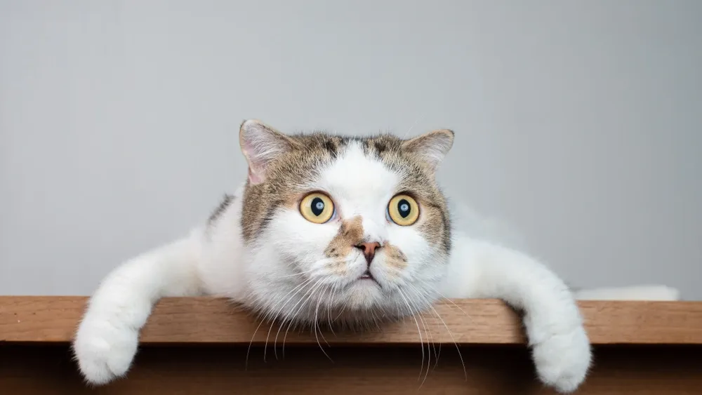 За всю историю человечества кошки уже не раз доказали, как они могут быть полезны людям. Фото: Cat Box/Shutterstock/ФОТОДОМ