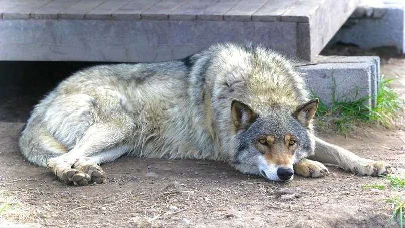 Якутский волк. Фото: Андрей Мусиенко
