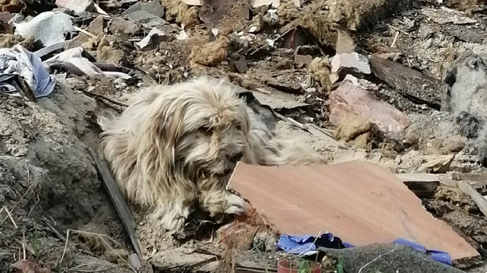 Несчастный пес не понимает, почему его бросили на произвол судьбы среди гор мусора. Фото: МОО ОЗЖ «Доброе сердце» Губкинский, «ВКонтакте»