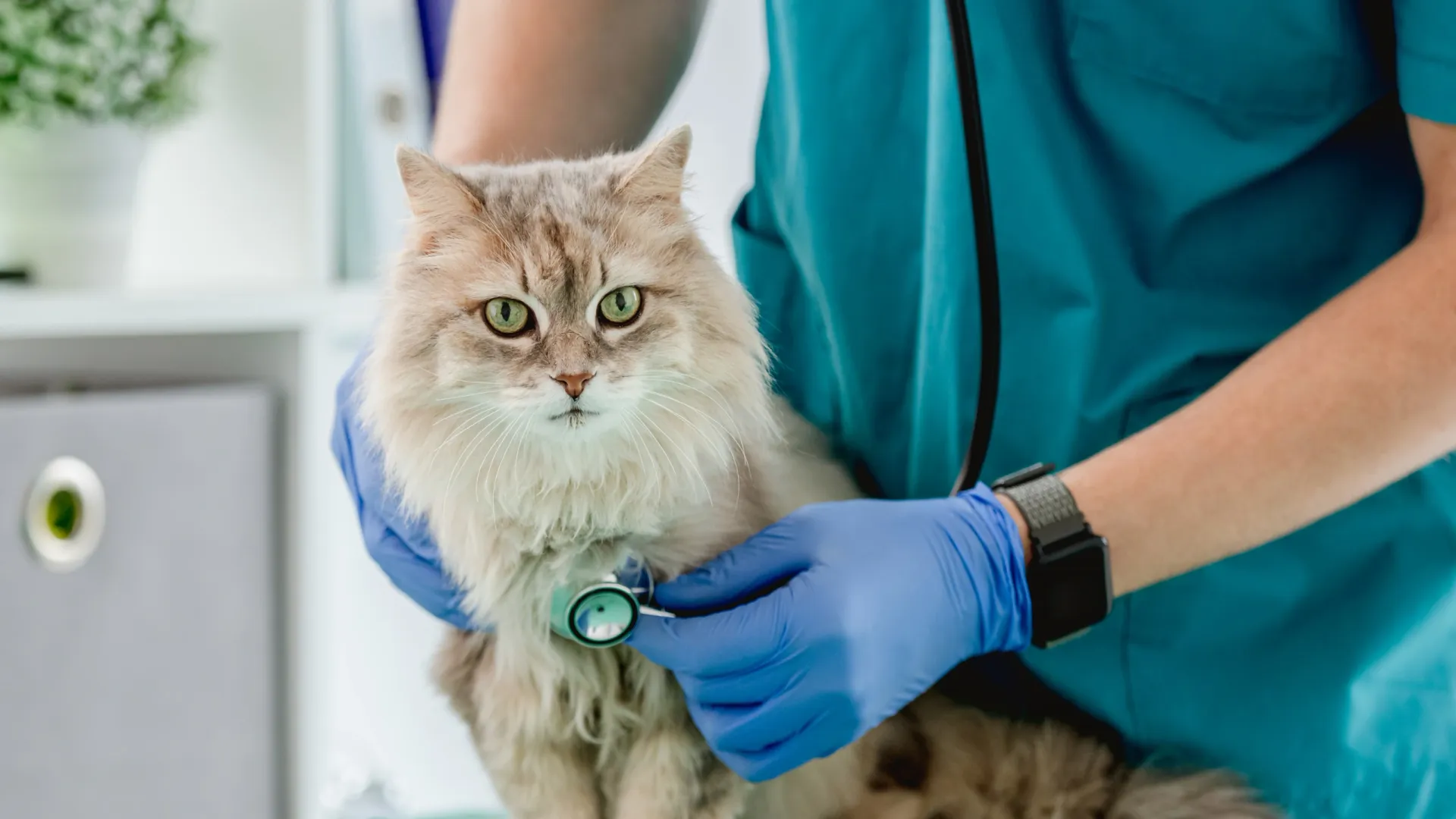 Время работает против кота, проглотившего «дождик». Лучше не откладывать визит к ветеринару. Фото: Tatyana Vyc / Shutterstock / Fotodom