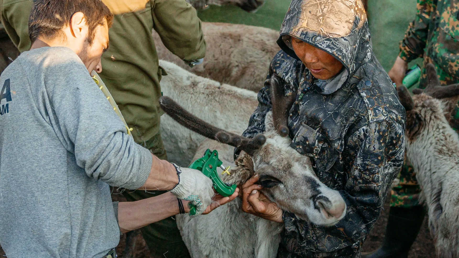 Павел Вануйто ставит оленю бирку на ухо. Фото: Юлия Чудинова