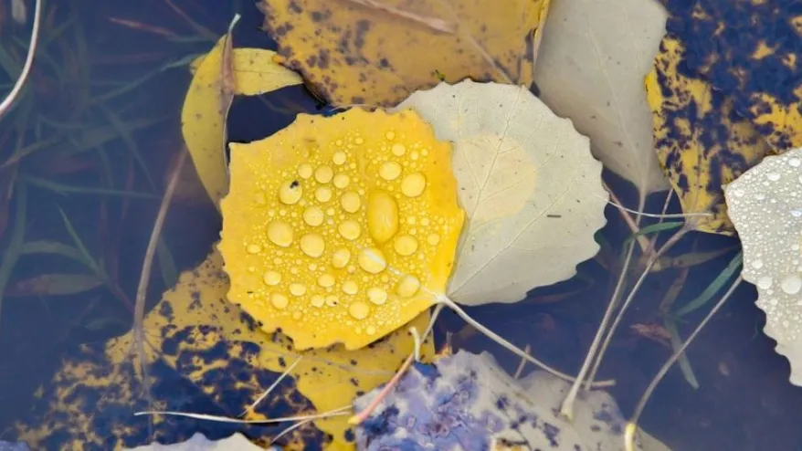 Осень - время яркой листвы и холодных дождей. Фото: Андрей Ткачёв / «Ямал-Медиа»