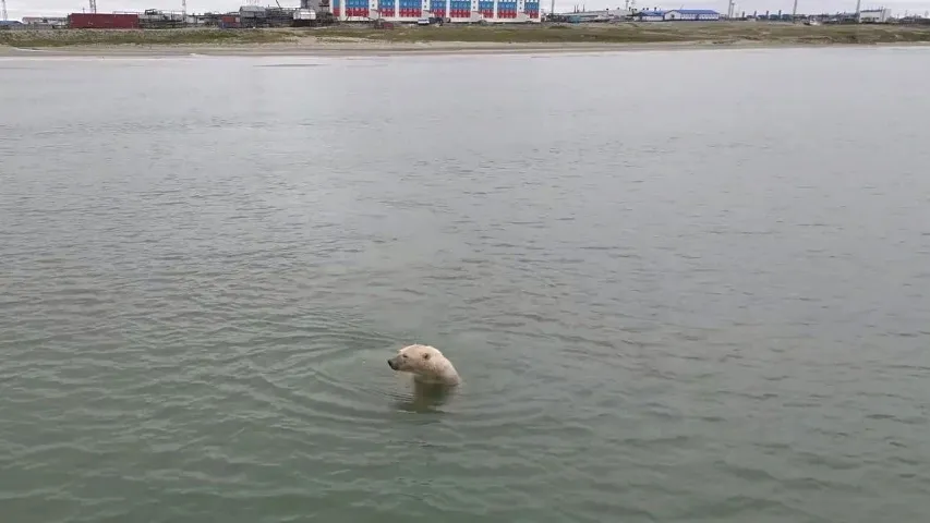Белый медведь впервые позировал газовикам во время отдыха на море. Кадр из видео: t.me/gazprom_ndm