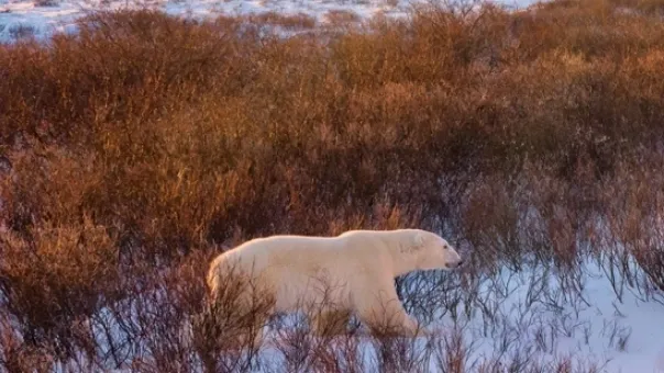 Белый медведь - опасный хищник, но стрелять в него нельзя. Фото: CherylRamalho / Shutterstock / Fotodom