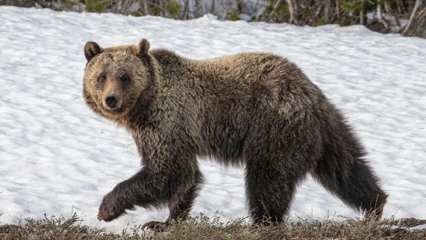В лесах Ямала проснулись бурые медведи. Фото: BlueBarronPhoto/ shutterstock.com
