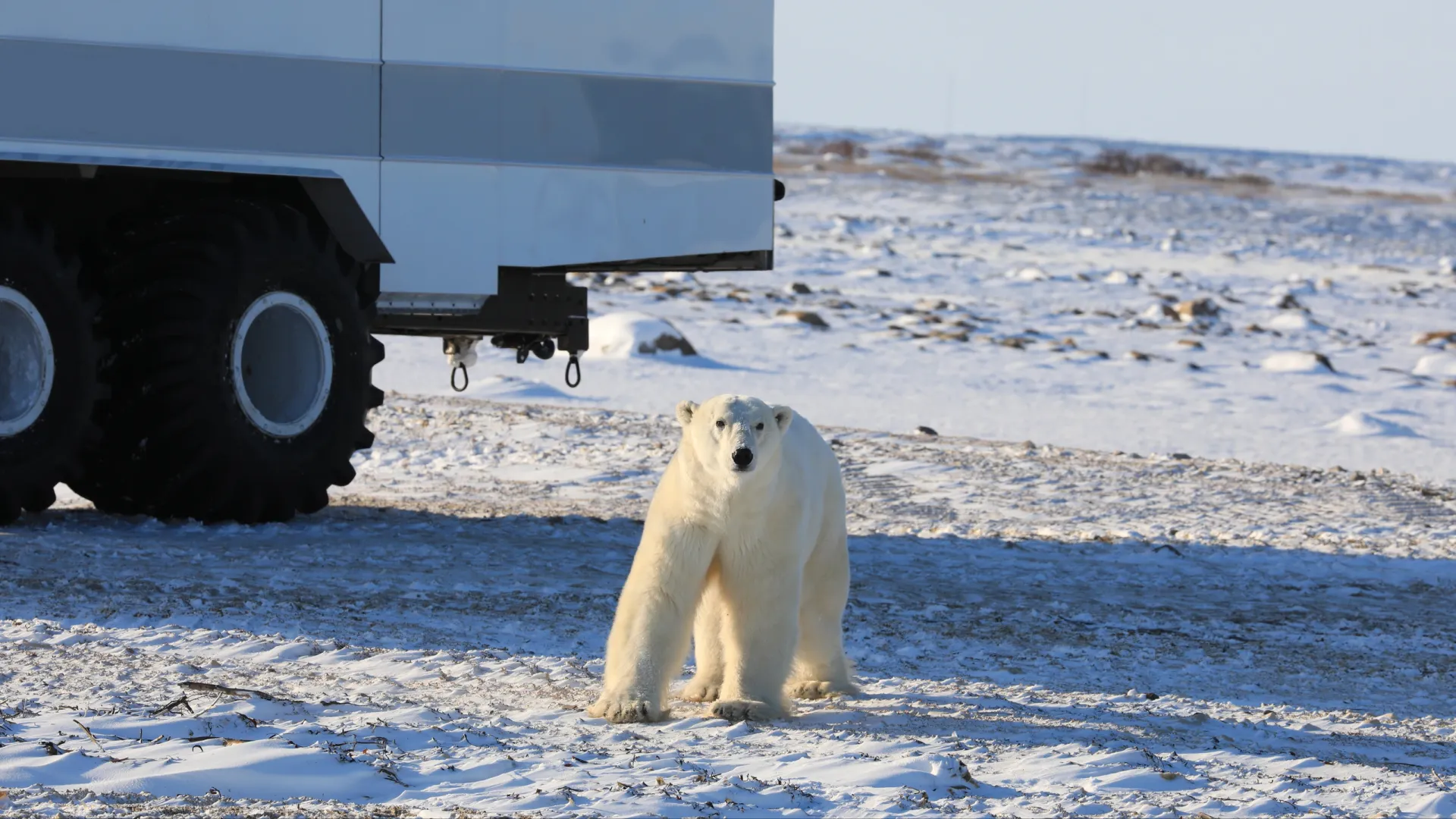 Белый медведь — хозяин Арктики. Фото: aceshot1 / Shutterstock / Fotodom