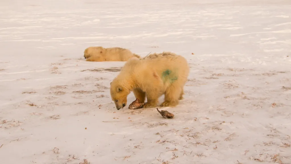 Медвежат пометили смываемой краской. Фото: пресс-служба ООО «Газпром добыча Надым»