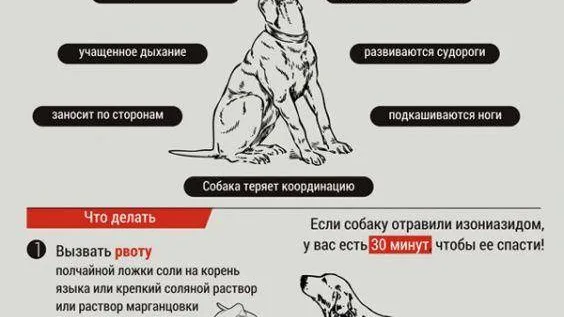 Инфографика Татьяны Кайзер / КРАСНЫЙ СЕВЕР