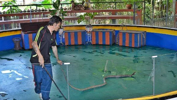 «Игры» тайцев с кобрами – еще одно традиционное развлечение туриста