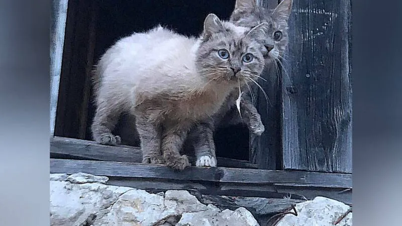 Это фото сделано перед спасением кошек. Фото из группы приюта «Доброе сердце» в соцсети «ВКонтакте»