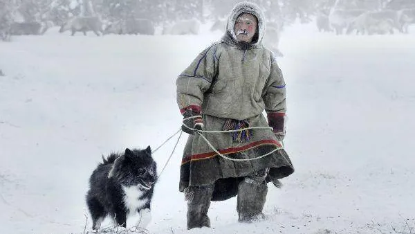 Фото «Напарники» снято в марте 2016 года в Надымском районе. В этот весенний день мороз был 40 градусов, поэтому от дыхания оленевода-ненца и его собаки, их покрыл живописный снежный куржак.