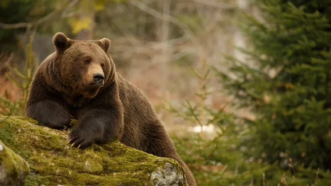 Медведь — символ силы и удачи. Фото: Canon Boy/Shutterstock/ФОТОДОМ