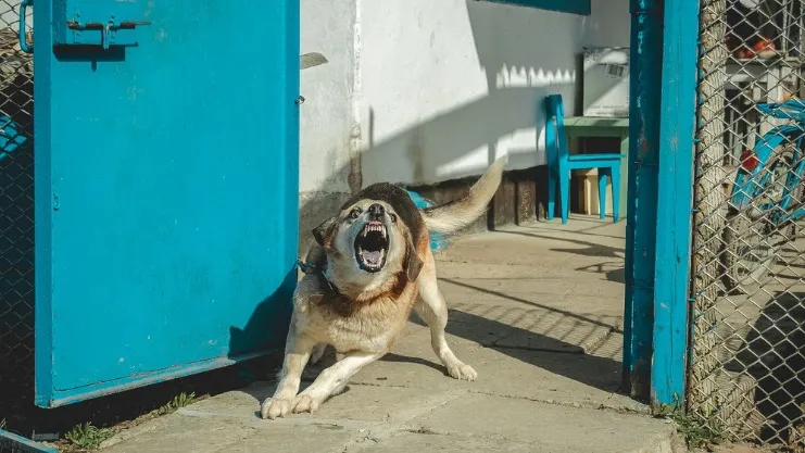 Домашние собаки нападают, чтобы защитить хозяина и дом. Фото: VazgenLA/Shutterstock/ФОТОДОМ