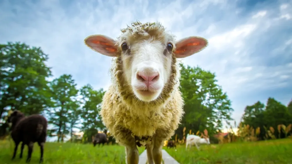Разведением овец могут заняться в Надыме. Фото: FOTOGRIN / shutterstock.com / Fotodom
