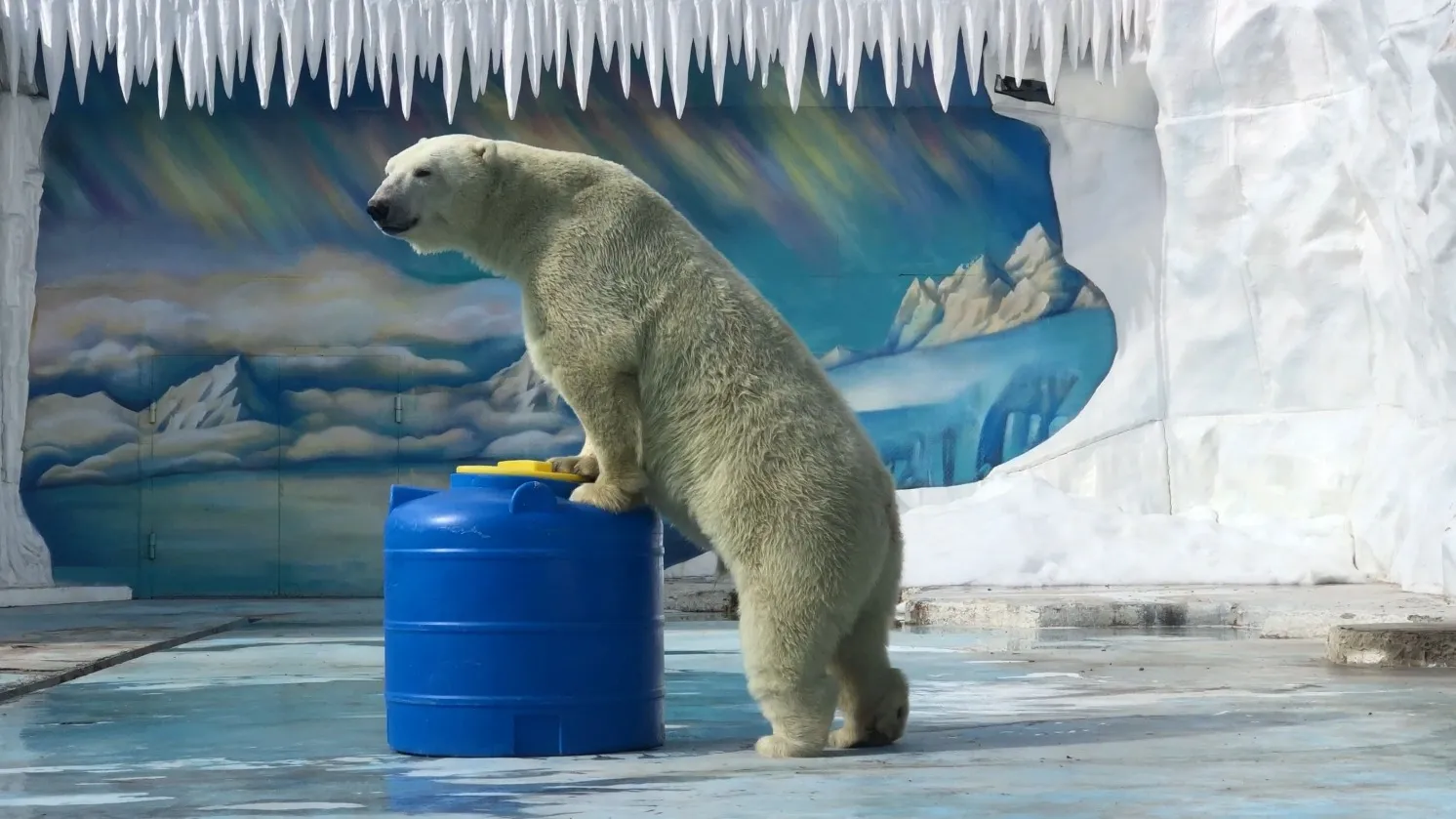 Белого медведя обеспечивают игрушками, чтобы не скучал. Кадр из видео: предоставлено Пензенским зоопарком
