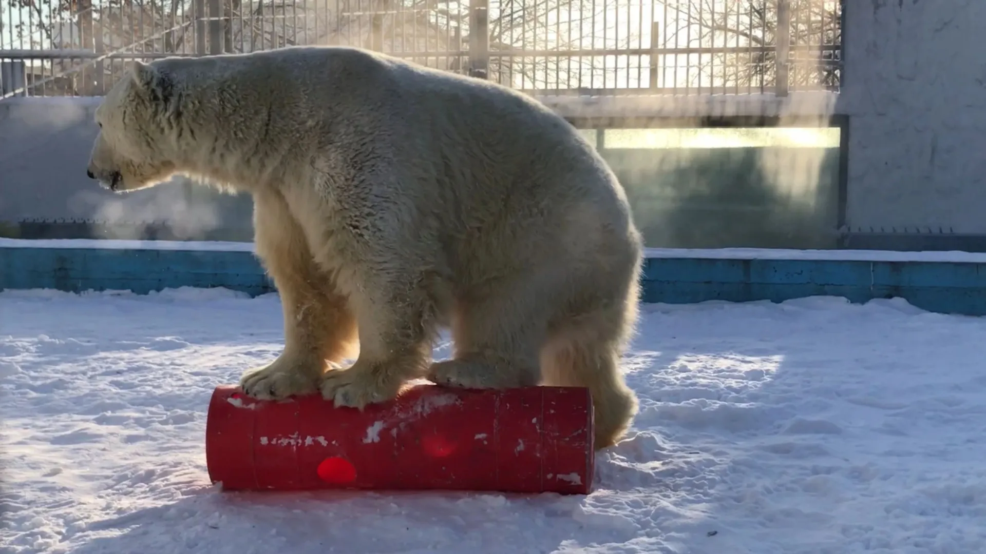 Белому медведю с Ямала - уже 10 лет, по человеческим меркам - все 27. Пора "жениться". Кадр из видео: предоставлено Пензенским зоопарком