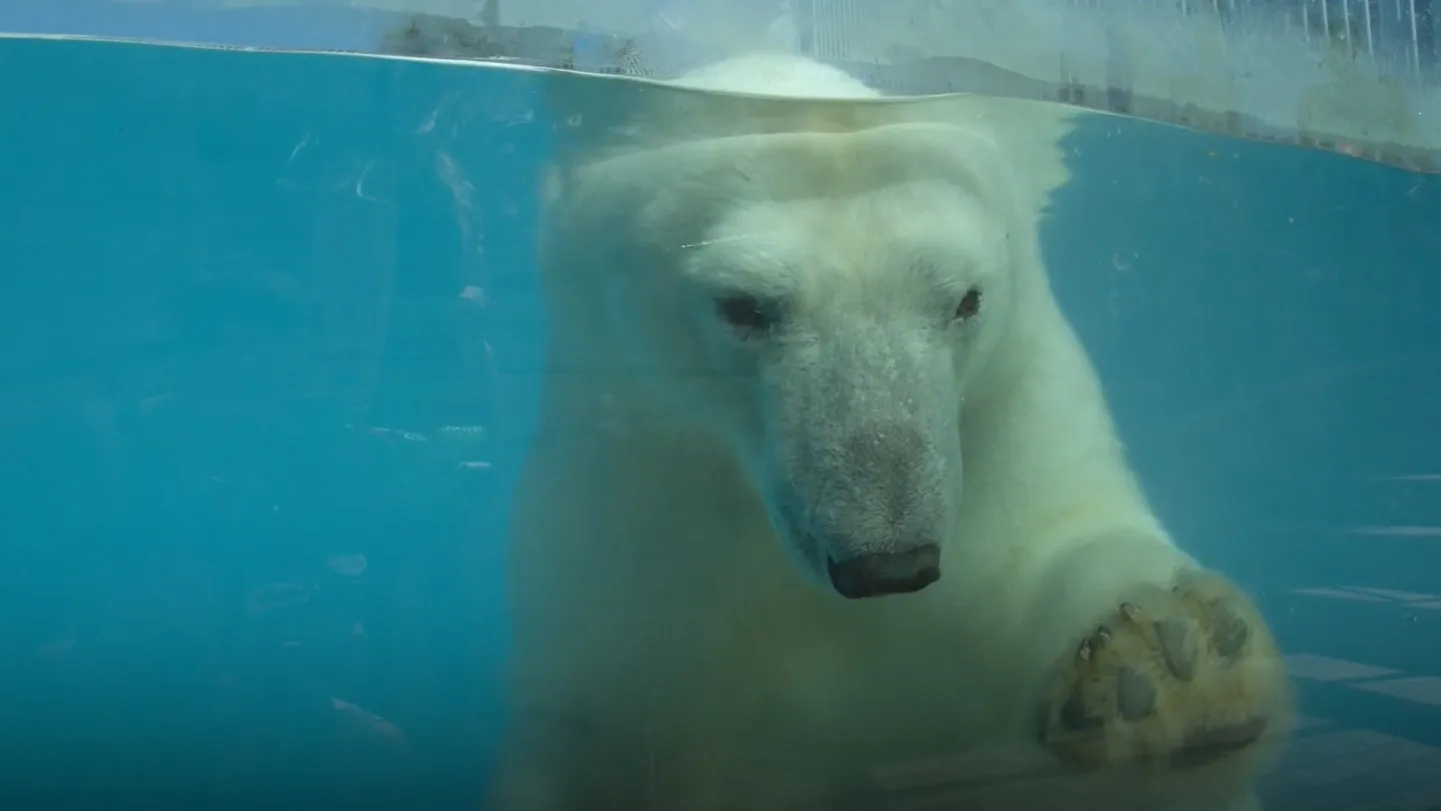 У круглогодичного бассейна — стеклянная стена, через которую хорошо видно Белого. Кадр из видео: предоставлено Пензенским зоопарком