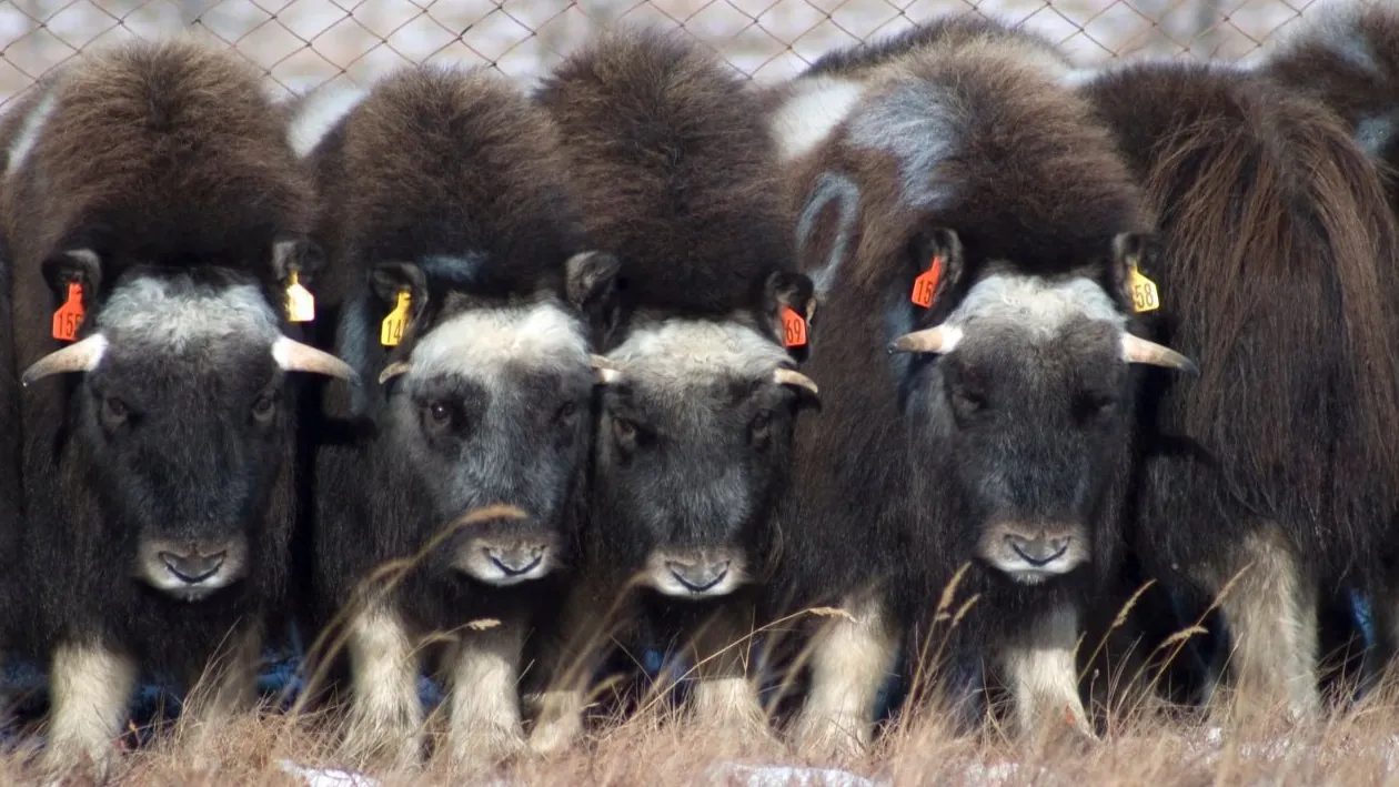 Природный парк Ингилор многих манит возможностью увидеть овцебыков. Фото: Андрей Ткачев/«Ямал-Медиа»