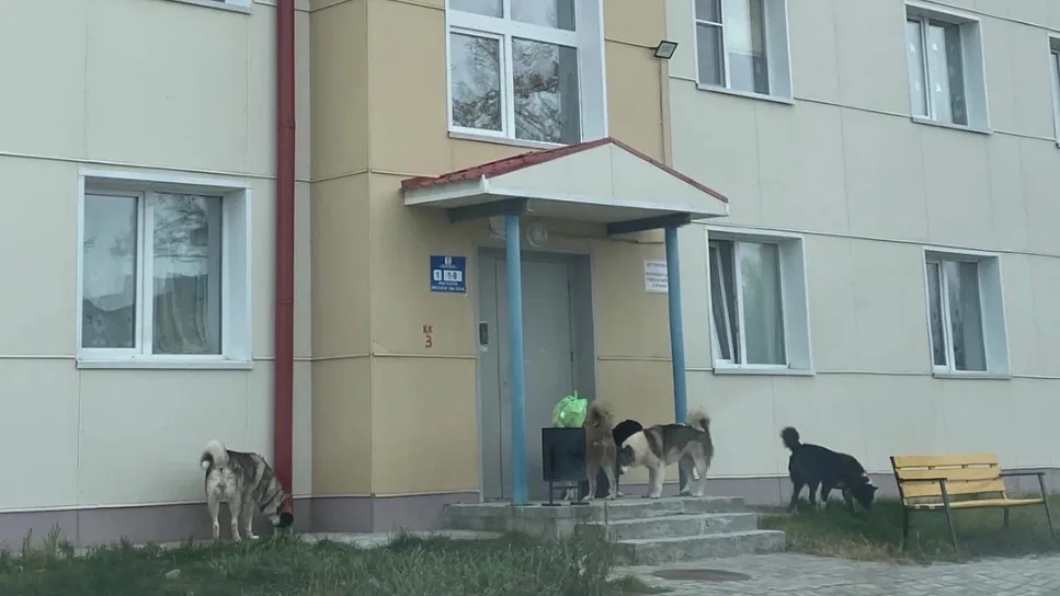 В Надыме бездомные собаки облюбовали для отдыха крыльцо жилого дома. Фото: https://vk.com/zloynadym