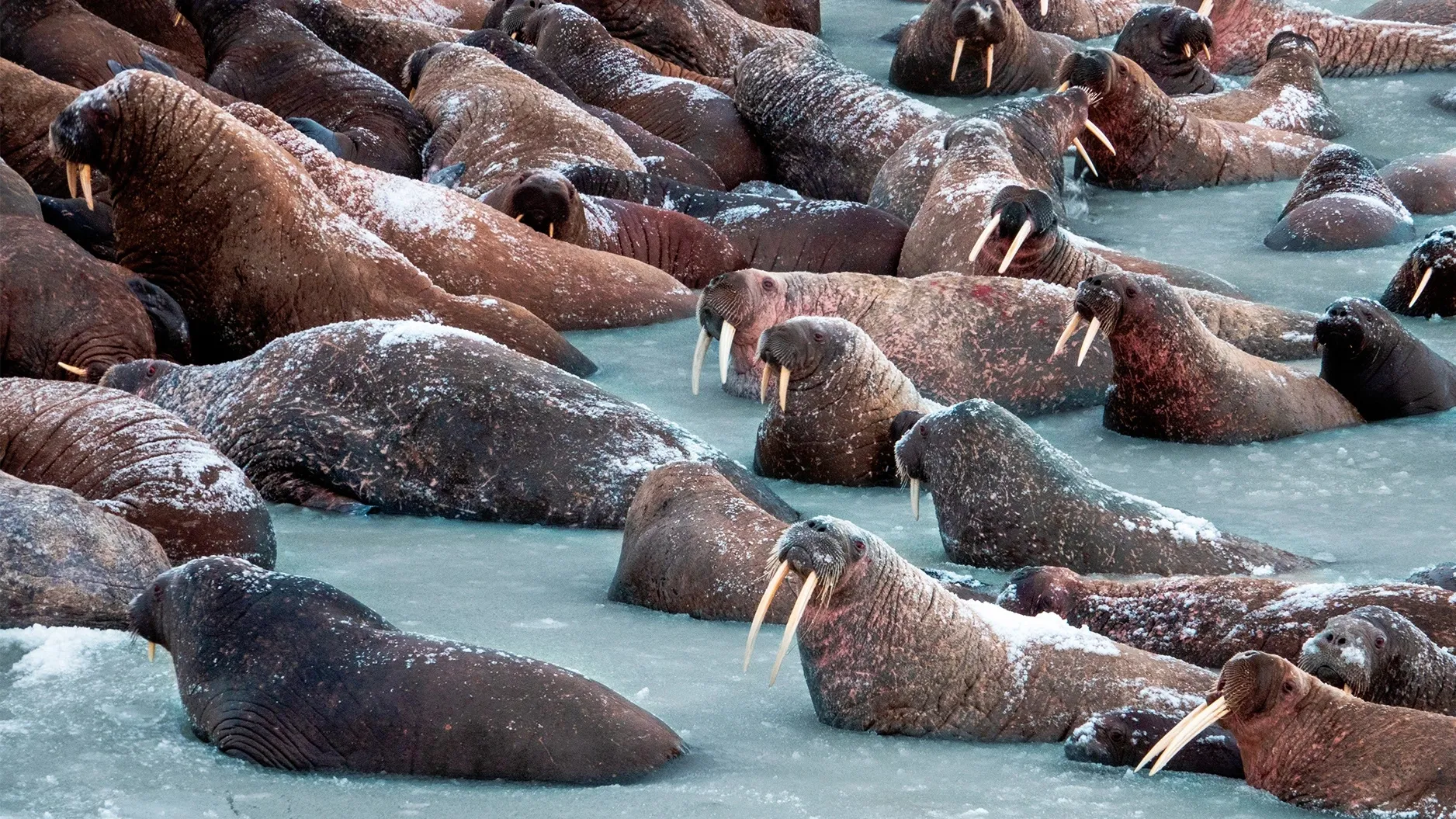Ученые продолжат исследования популяции ямальских моржей. Фото: vk.com/artyukhov_da
