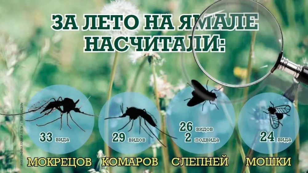 Инфографика: Галина Севли / «Ямал-Медиа»
