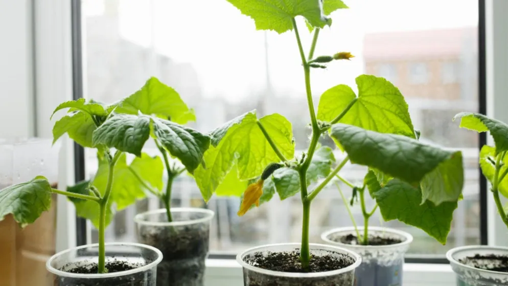 Выращивать овощи в своей квартире не так сложно, как кажется. Фото: Alexxndr/Shutterstock/ФОТОДОМ