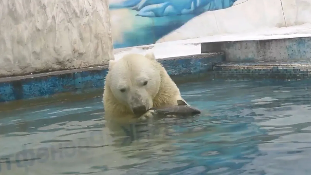 В бассейн специально запускают живую рыбу, чтобы поддерживать медвежьи инстинкты. Кадр из видео: предоставлено Пензенским зоопарком