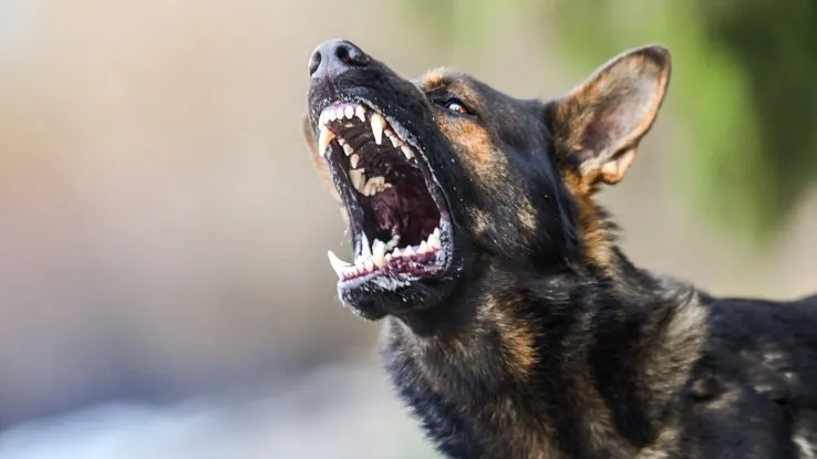 Если собака рычит и скалит зубы — скорее всего, вы зашли на «ее» территорию. Фото: Krasula/Shutterstock/ФОТОДОМ