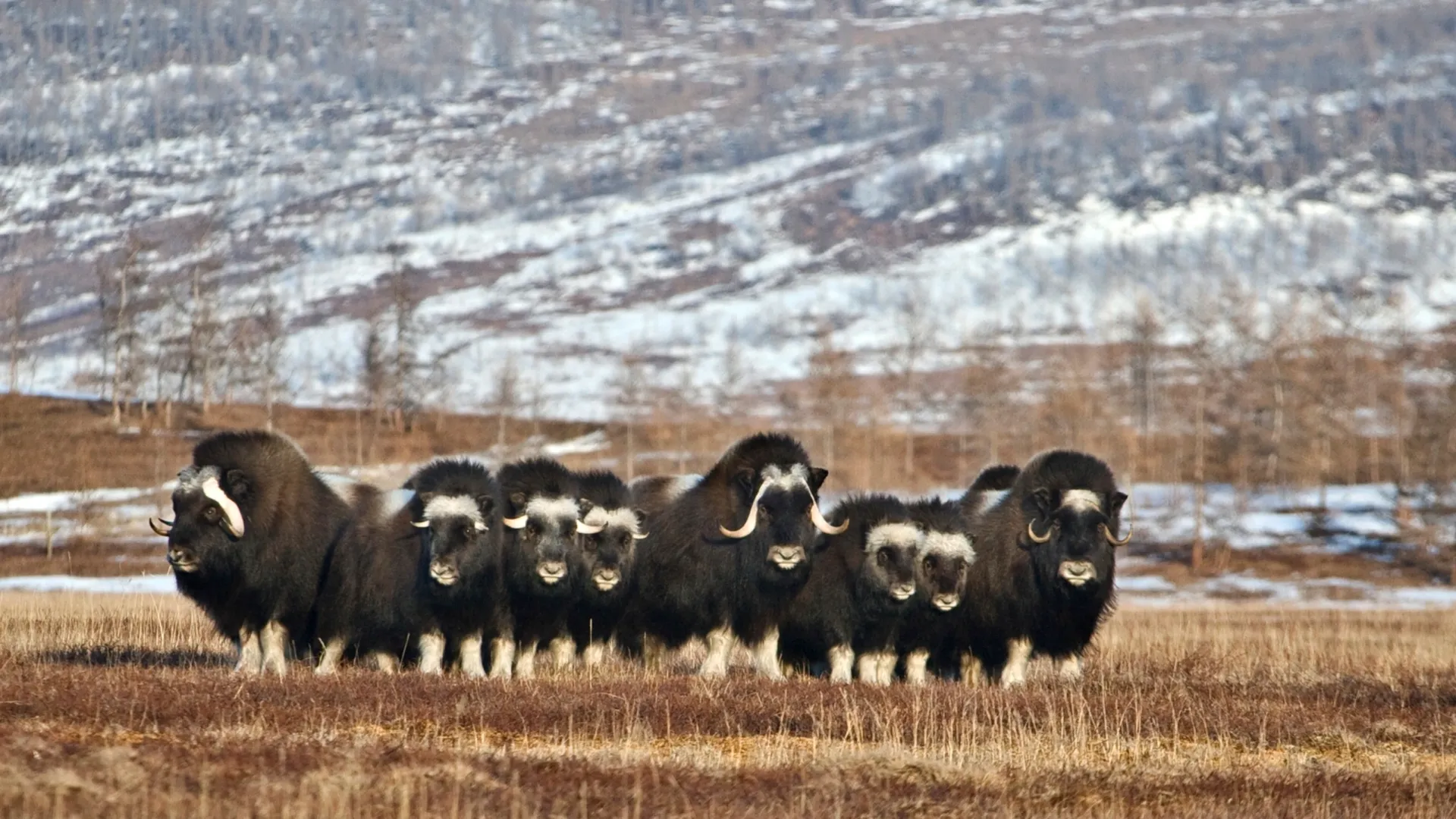 Одно из предложений для туристов - поездка к овцебыкам. Фото: Андрей Ткачёв / «Ямал-Медиа»