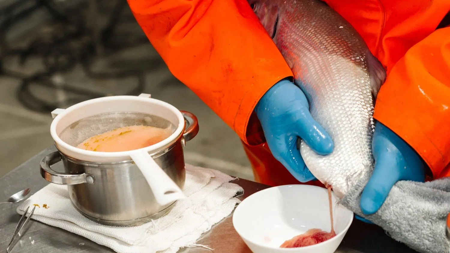 Процесс добычи икры муксуна – полностью ручной и безопасный для рыб. Фото: Юлия Чудинова / "Ямал-Медиа"