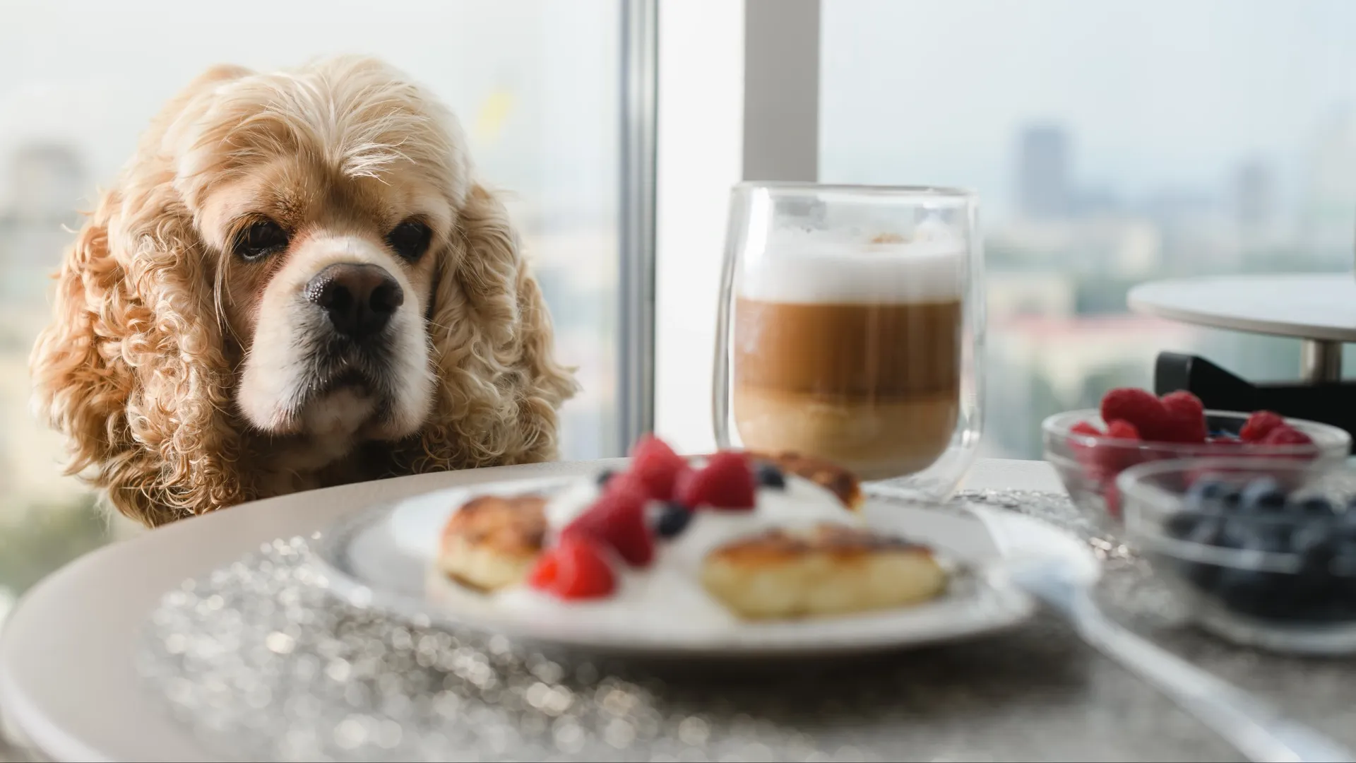 Собаке лучше обойтись без десерта. Фото: O_Lypa / Shutterstock / Fotodom