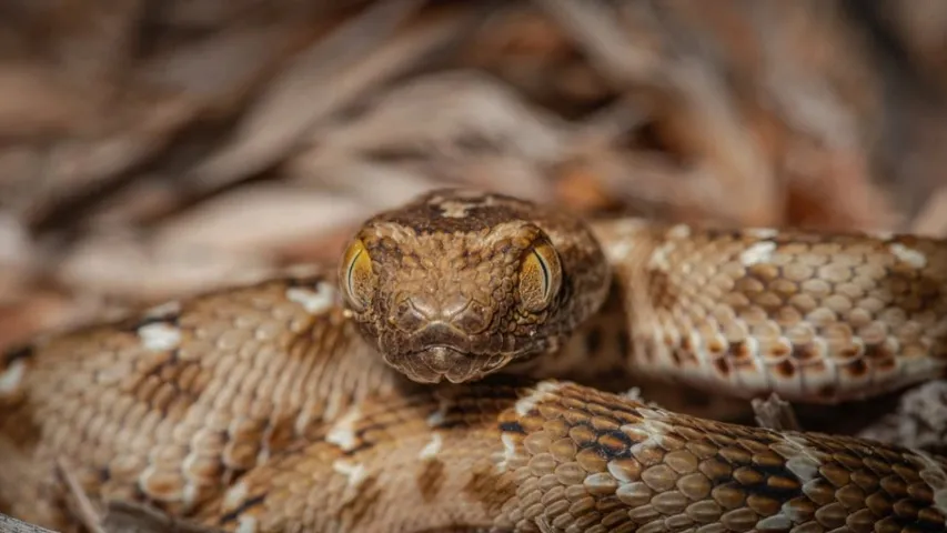 Змеи все чаще пугают северян, появляясь неподалеку от города. Фото: Sheril Kannoth/Shutterstock/Fotodom