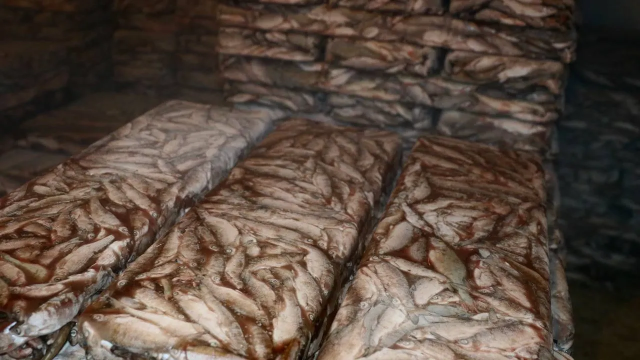 В Красноселькупском районе планируют выловить 300 тонн рыбы за сезон. Фото: t.me/fisherkrasnoselkup