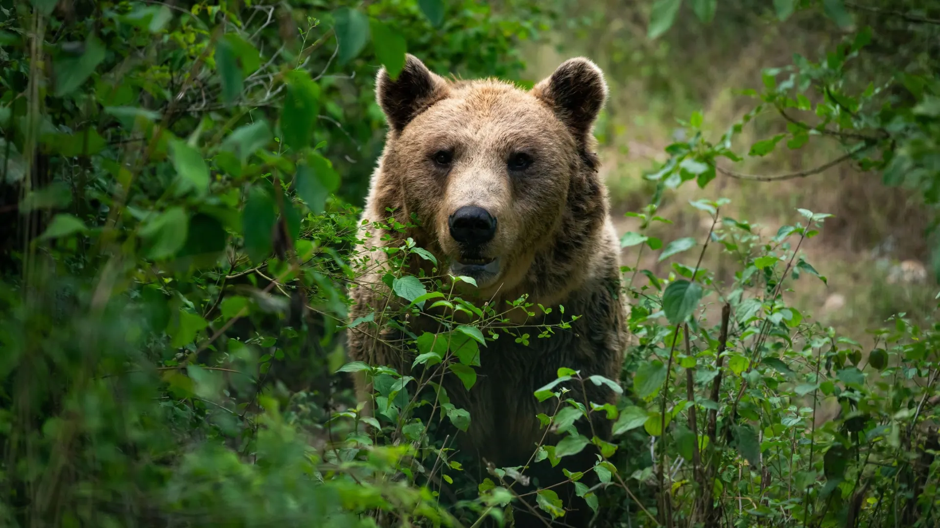 Фото: VOJTa Herout / Shutterstock / Fotodom