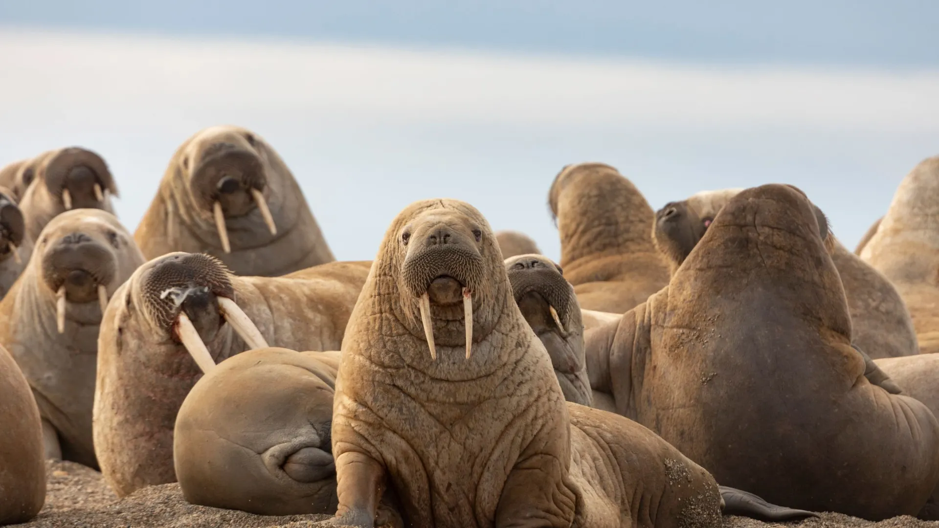 Это крупнейшее лежбище атлантических моржей в Евразии. Фото: Zaruba Ondrej / shutterstock.com / Fotodom