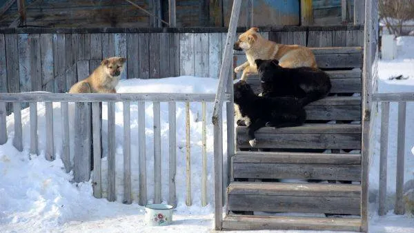 Фото: Андрей Ткачёв / «Красный Север»