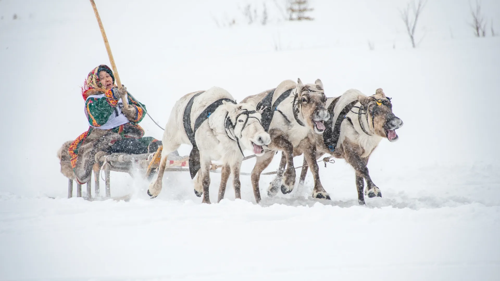 Фото: Юрий Здебский / «Ямал-Медиа»