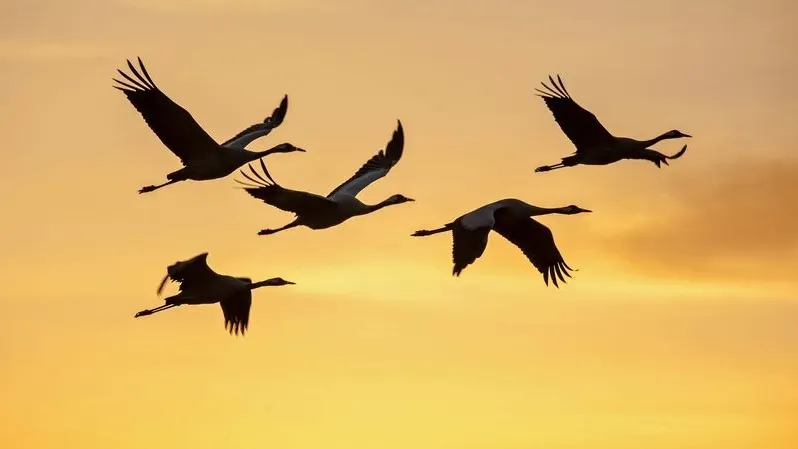 В праздник было принято наблюдать за журавлями. Фото: max shamota/Shutterstock/Fotodom