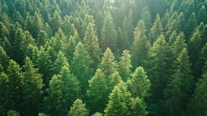 Фото: Bilanol/Shutterstock/Fotodom