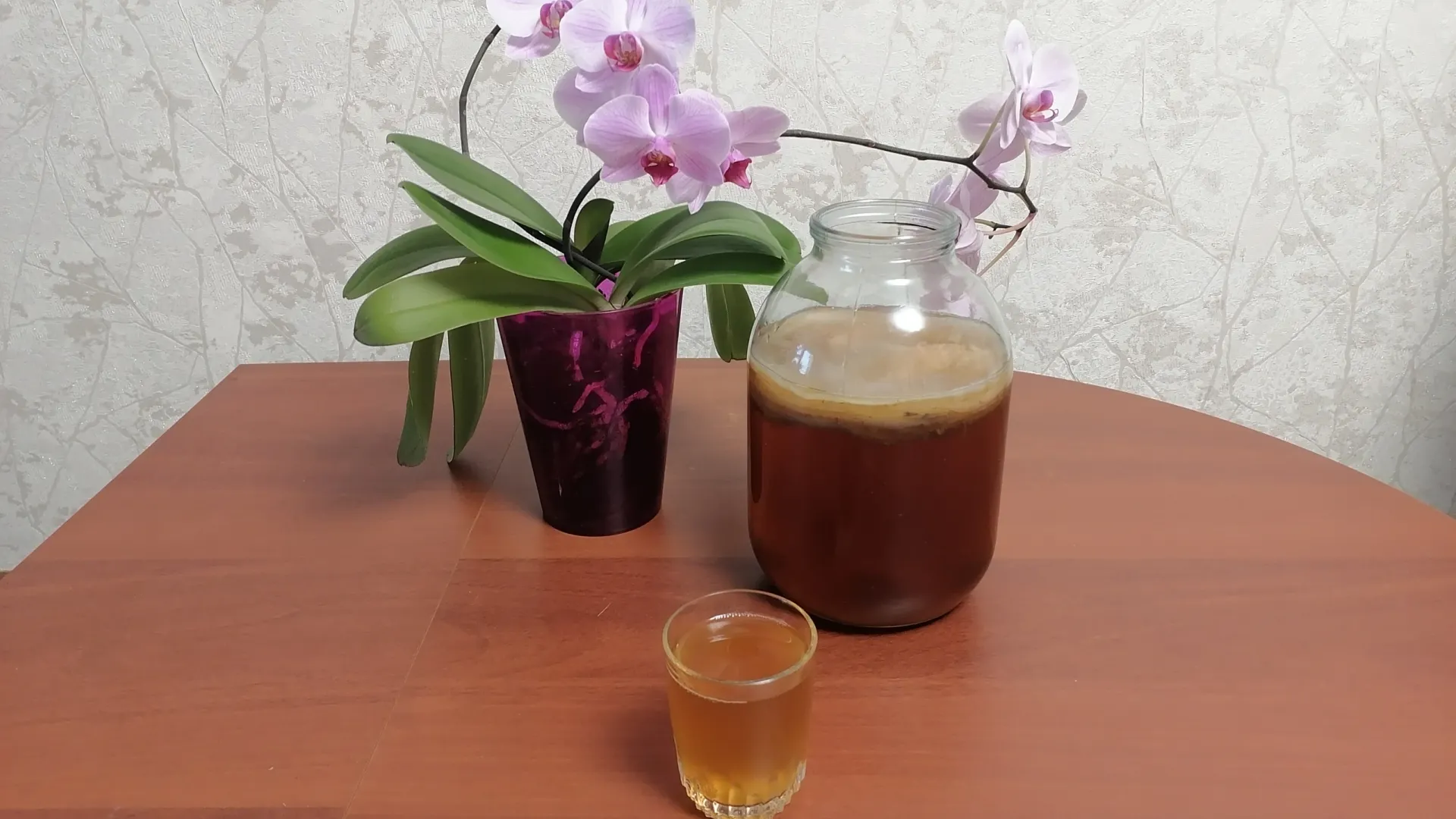 Международный день комбучи отмечают в феврале. Фото: предоставлено из личного архива Ирины Чаусовой