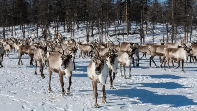 Основа хозяйства ороков — разведение оленей. Фото: Tatiana Gasich/Shutterstock/ФОТОДОМ