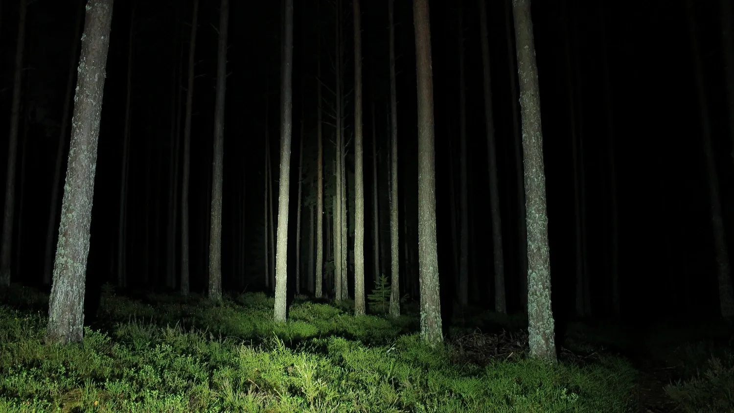 Фото: Toms Z / shutterstock.com
