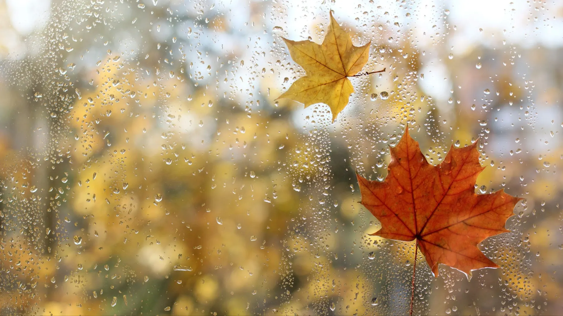 Дождь 30 сентября предвещает раннюю весну. Фото: azem / Shutterstock / Fotodom